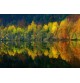Fotomural Forest CW15067-8
