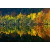 Fotomural Forest CW15067-8