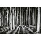 Fotomural Forest CW15106-8