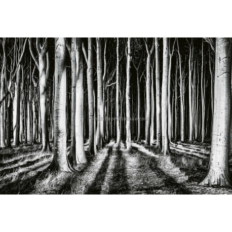 Fotomural Forest CW15106-8