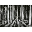 Fotomural Forest CW15106-8