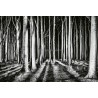 Fotomural Forest CW15106-8