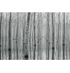 Fotomural Forest CW15122-8
