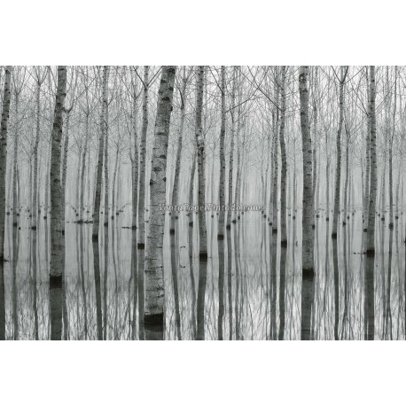 Fotomural Forest CW15122-8