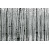 Fotomural Forest CW15122-8