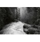 Fotomural Forest CW15124-8