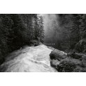 Fotomural Forest CW15124-8