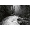 Fotomural Forest CW15124-8
