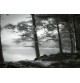 Fotomural Forest CW15134-8