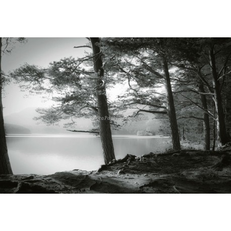 Fotomural Forest CW15134-8