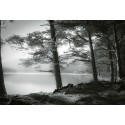 Fotomural Forest CW15134-8