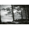 Fotomural Forest CW15134-8