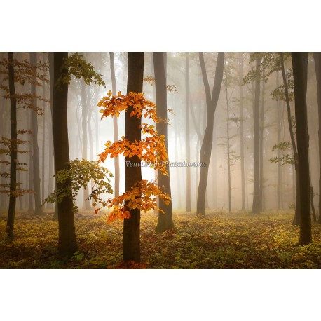 Fotomural Forest CW15153-8