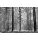Fotomural Forest CW15401-8