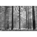 Fotomural Forest CW15401-8