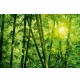 Fotomural Forest CW15403-8