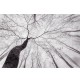 Fotomural Forest CW15413-8