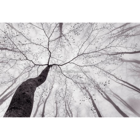 Fotomural Forest CW15413-8