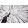 Fotomural Forest CW15413-8