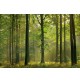 Fotomural Forest CW15419-8