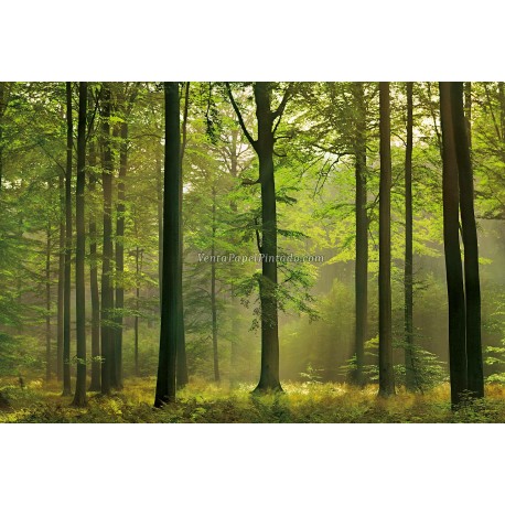 Fotomural Forest CW15419-8