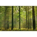 Fotomural Forest CW15419-8