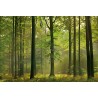 Fotomural Forest CW15419-8