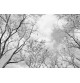 Fotomural Forest CW15434-8