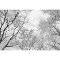 Fotomural Forest CW15434-8