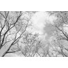 Fotomural Forest CW15434-8