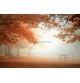 Fotomural Forest CW15438-8