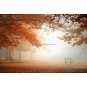 Fotomural Forest CW15438-8