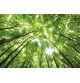 Fotomural Forest CW15439-8