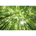 Fotomural Forest CW15439-8
