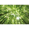 Fotomural Forest CW15439-8