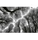 Fotomural Forest CW15465-8