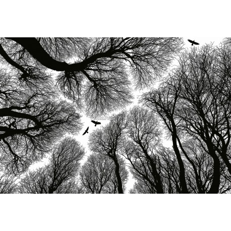 Fotomural Forest CW15465-8