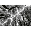 Fotomural Forest CW15465-8