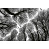 Fotomural Forest CW15465-8