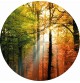 Fotomural Forest CW15483-R