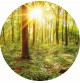 Fotomural Forest CW15502-R