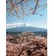 Fotomural Landscapes CW15492-4