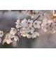 Fotomural Landscapes CW15494-8