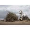 Fotomural Wild CW15086-8