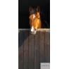 FOTOMURAL HORSE-001